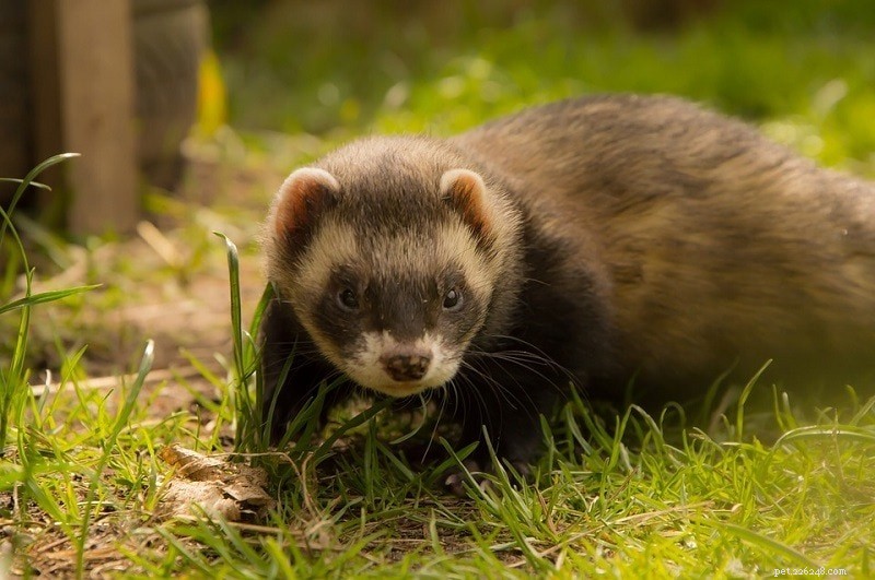 Chocolate Ferrets: Elegant, Playful Pets for Experienced Owners