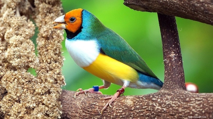 Gouldian Finch: Vibrant Companion & Care Guide for Enthusiasts