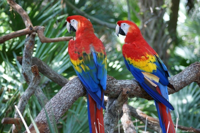 How to Identify the Sex of Your Macaw: Expert Tips for Breeders
