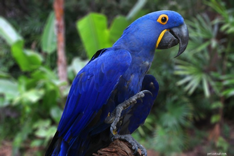 Determine Your Macaw’s Age: A Practical Guide