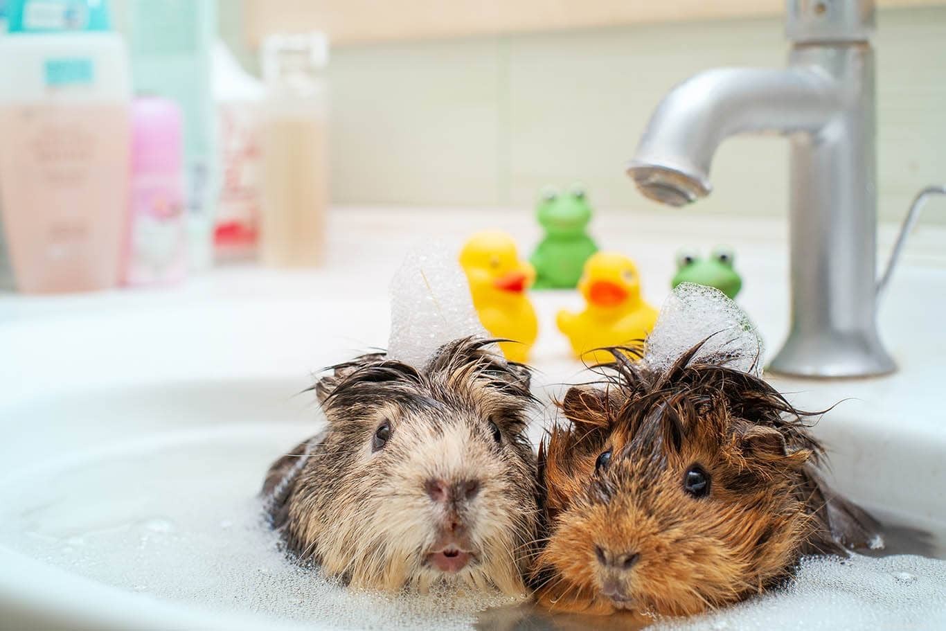 Can Guinea Pigs Swim? Discover If They Love the Water