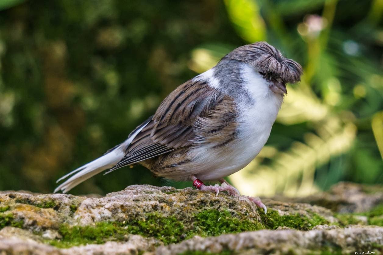 Gloster Canary: The Bird That Became an Internet Meme