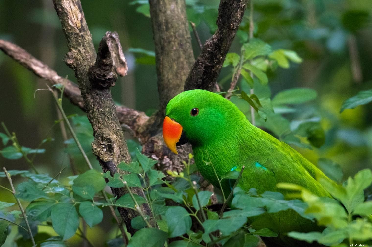 Eclectus Parrot: Vibrant Colors, Talking Talent, and a Friendly Bond