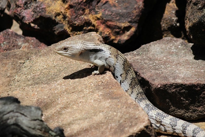Blue Tongue Skink Cost Breakdown: 2022 Pricing Guide & Ownership Expenses