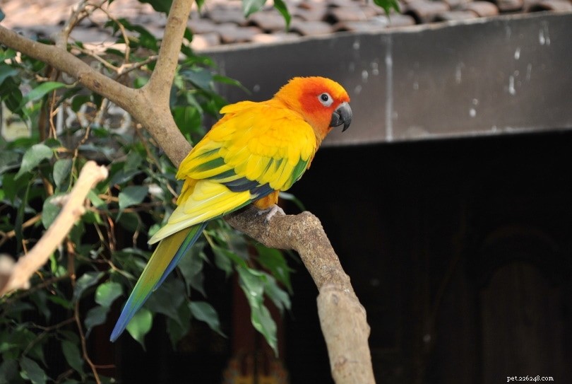 Identifying the Sex of Your Conure: A Practical Guide
