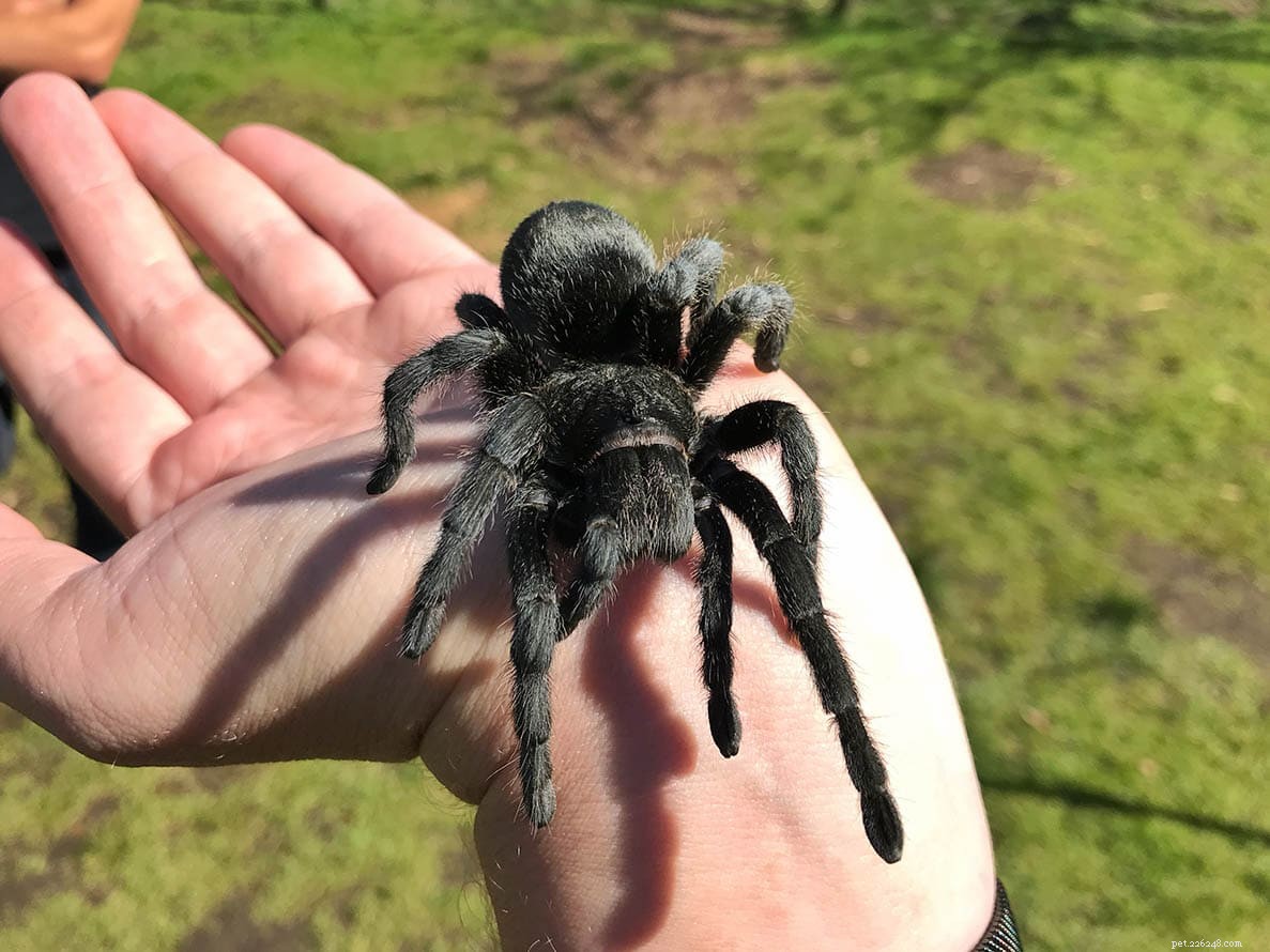 Tarantula Ownership Costs 2022: Initial Price & Monthly Expenses Guide