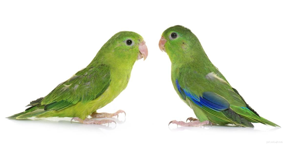 Identifying the Sex of Your Parrotlet: Simple, Reliable Tips