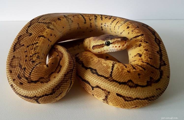 Lemon Blast Ball Python Morph: Care, Feeding & Handling Guide