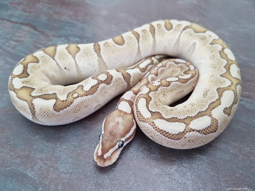Bamboo Ball Python Morph: Rare, Low-Maintenance Reptile for Families