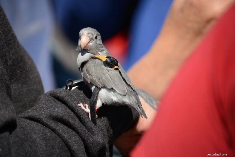 Using a Harness for Your Parrotlet: Safe, Humane, and Practical Tips