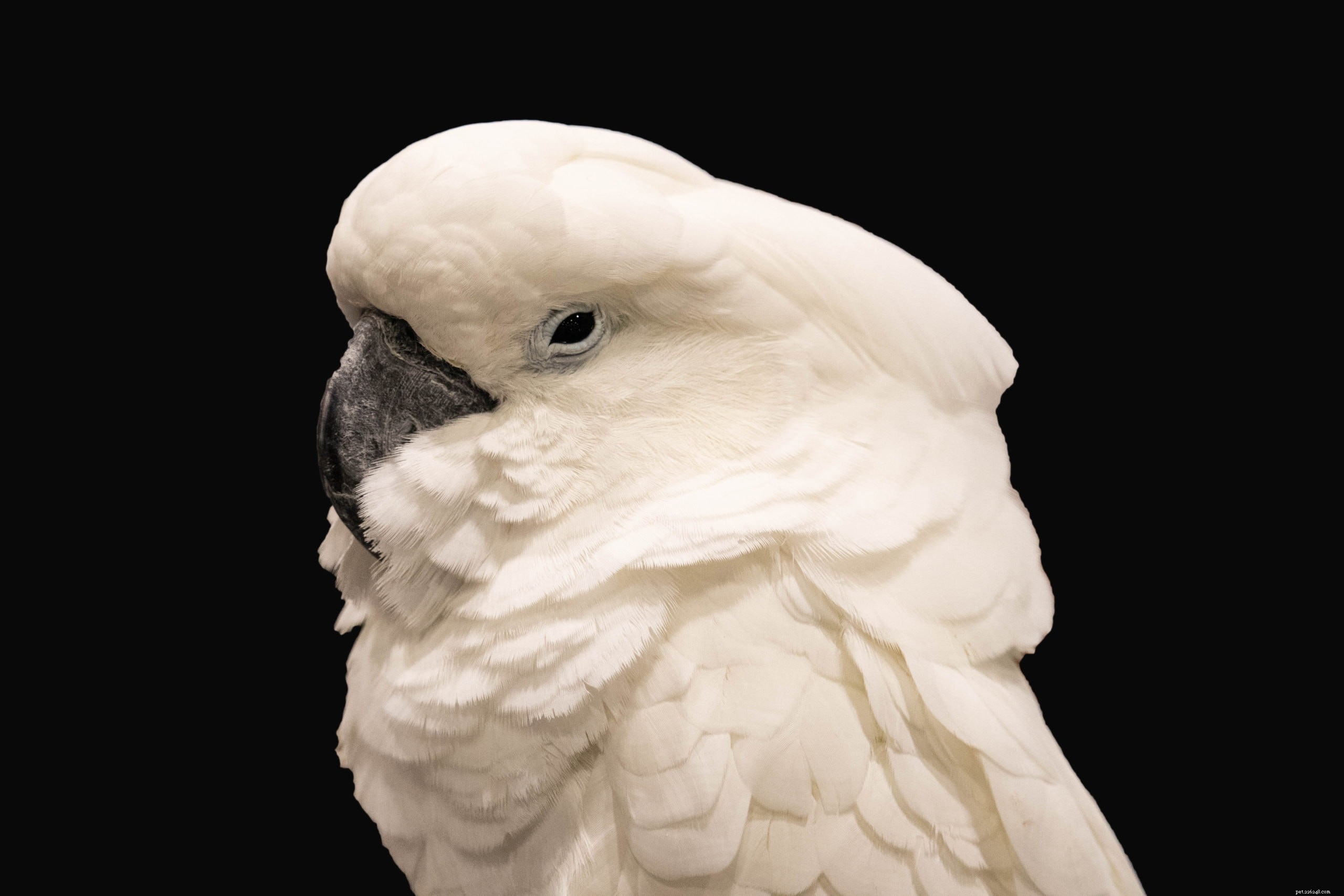 Solomon s Cockatoo (Ducorp): A Stunning, Energetic Pet Bird