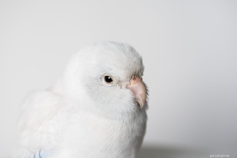 American White Parrotlet – The Smallest, Quietest Parrot for Your Home