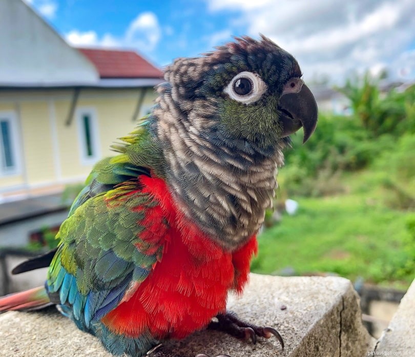 Crimson-Bellied Conure: A Vibrant Parakeet for Your Home