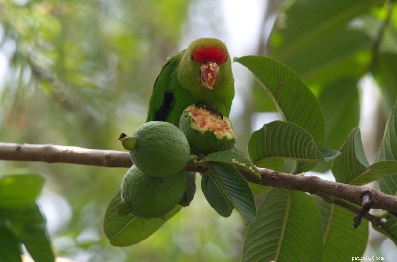 Black-Winged Lovebird (Abyssinian): A Rare, Colorful Parrot with Distinctive Wing Markings