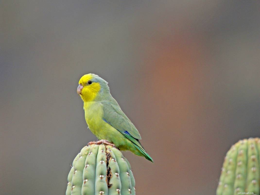 Yellow‑Faced Parrotlet: Care, Personality, and Pet Suitability