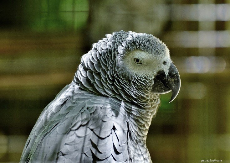 Discover the 6 Most Intelligent Bird Species