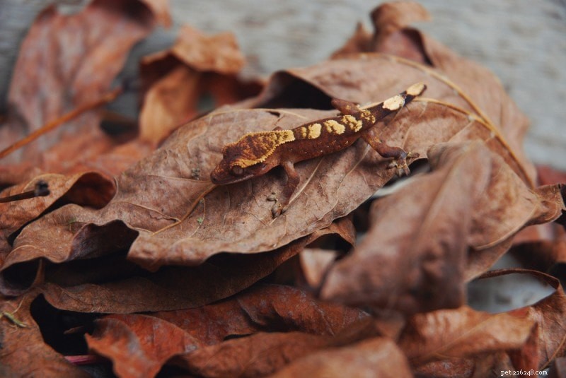Halloween Crested Gecko: Vibrant Orange-Striped Reptile – Care Guide & Facts