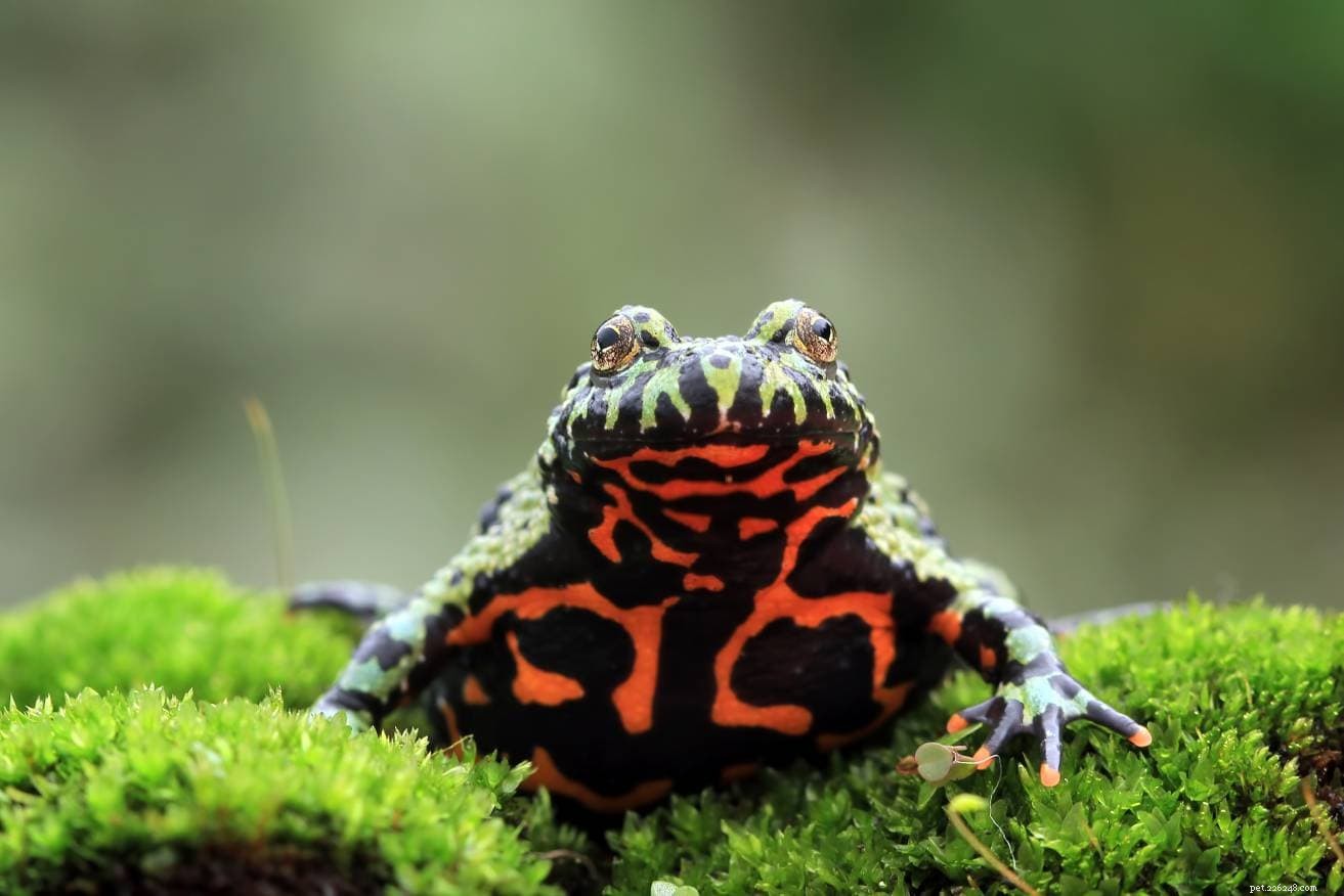 Top 10 Amphibian Pets: Best Species for Your Home