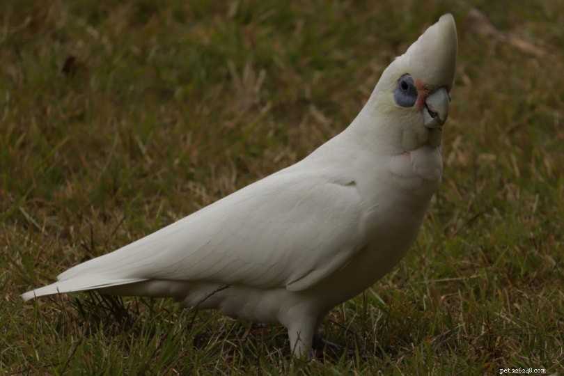 Bare‑Eyed Cockatoo: The Small, Affectionate, Low‑Maintenance Companion