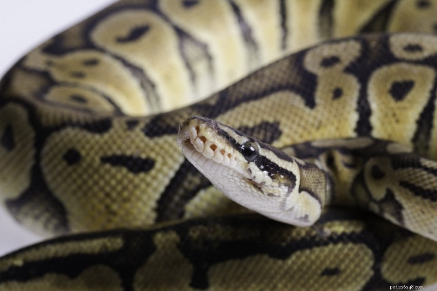 Calico Ball Python Morph: A Stunning Choice for New and Experienced Snake Keepers