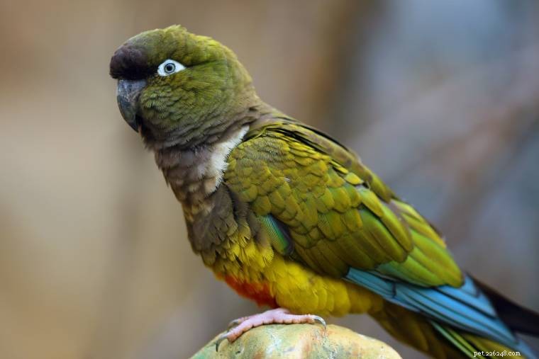 15 Long‑Lived Pet Birds That Can Be Your Companion for Decades
