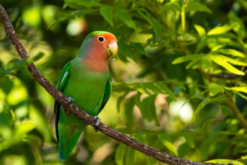 Lovebirds: How to Care for These Social, Loving Birds