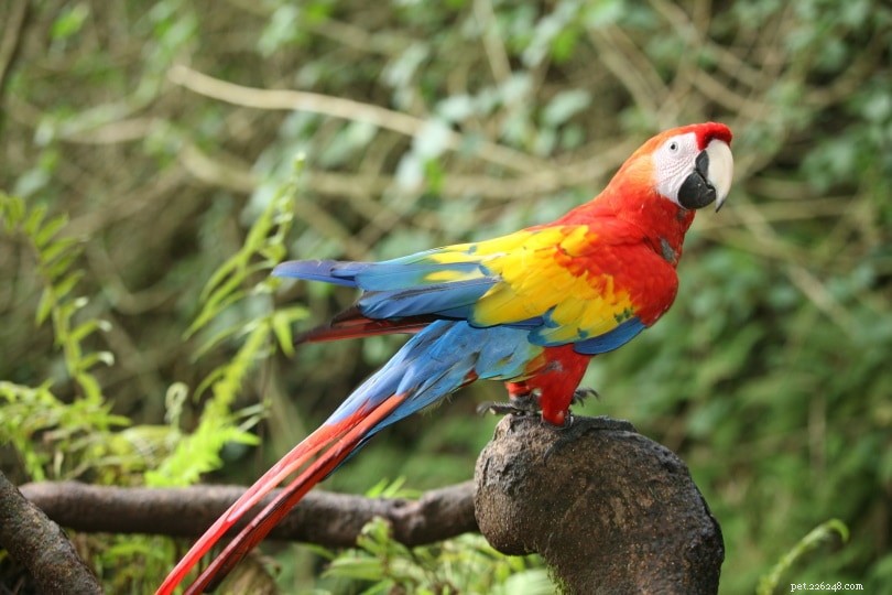 Macaw Pricing 2022: What to Expect for Your New Feathered Companion
