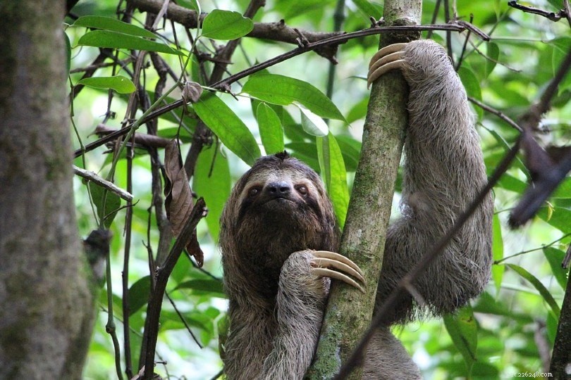 Why Sloths Aren t Ideal Pets: Essential Facts for Potential Owners