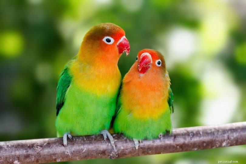 Find Your Lovebird’s Age: Proven Methods & Visual Guide