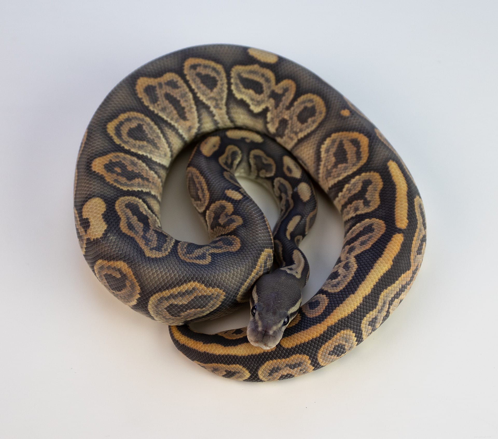 Leopard Ball Python Morph: Stunning Patterns & Easy Care Guide