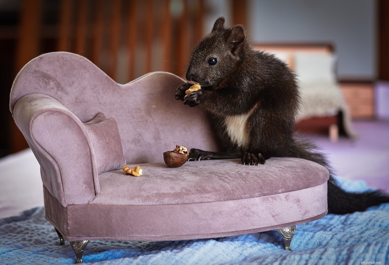 Squirrel Diet Demystified: What They Really Eat
