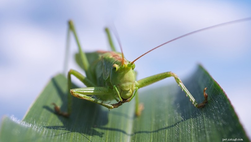 Discover What Grasshoppers Feed On: A Complete Guide