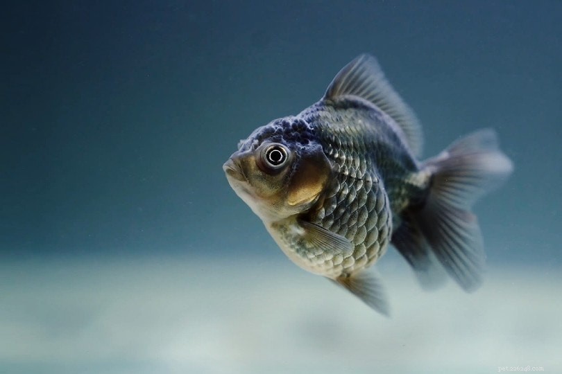 Goldfish Turning Black? Causes, Symptoms & How to Help