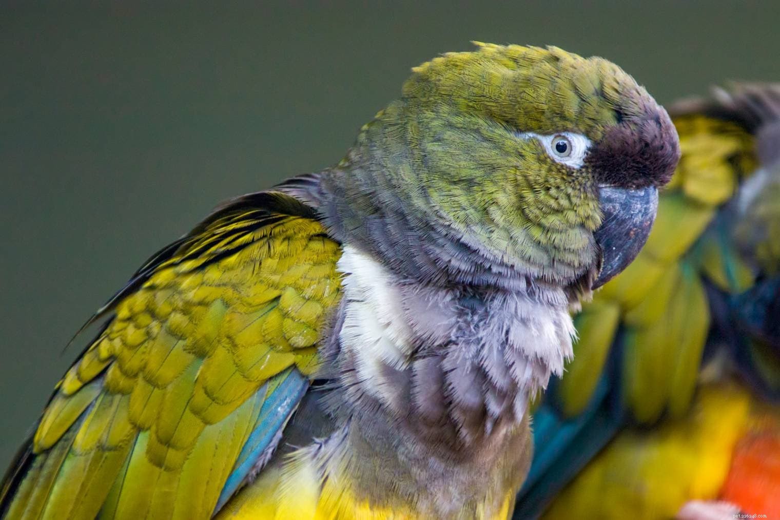 Patagonian Conure – A Playful, Social Parrot Ideal for Experienced Owners