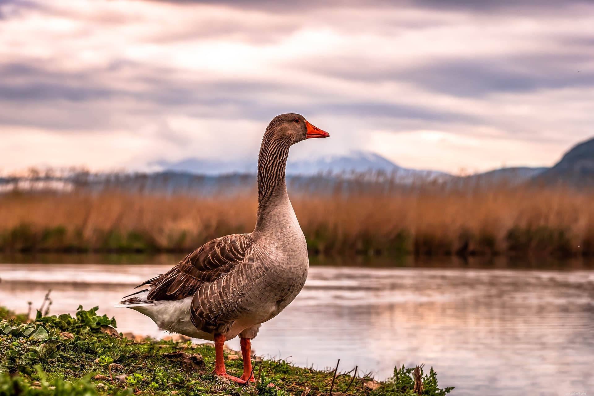 What Do Geese Eat? A Comprehensive Guide to Their Natural and Pet Diets.