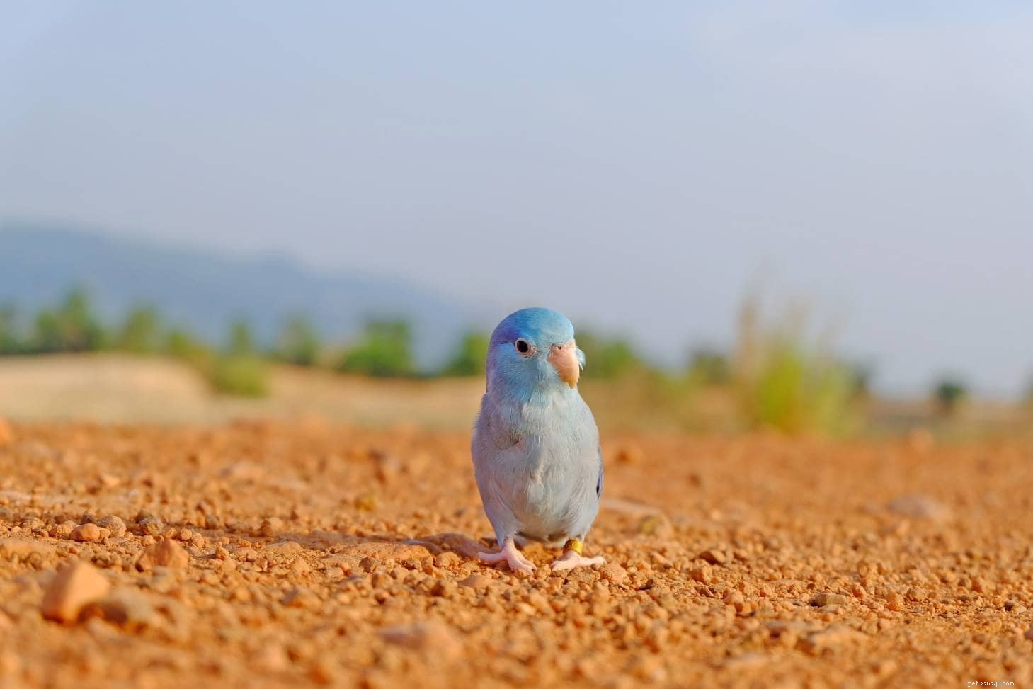 Comprehensive Guide to Caring for Baby Parrotlets: Expert Tips & Photos