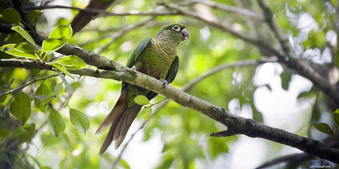 Maroon-Bellied Conure (Pyrrhura frontalis): A Comprehensive Guide to Care and Family Suitability