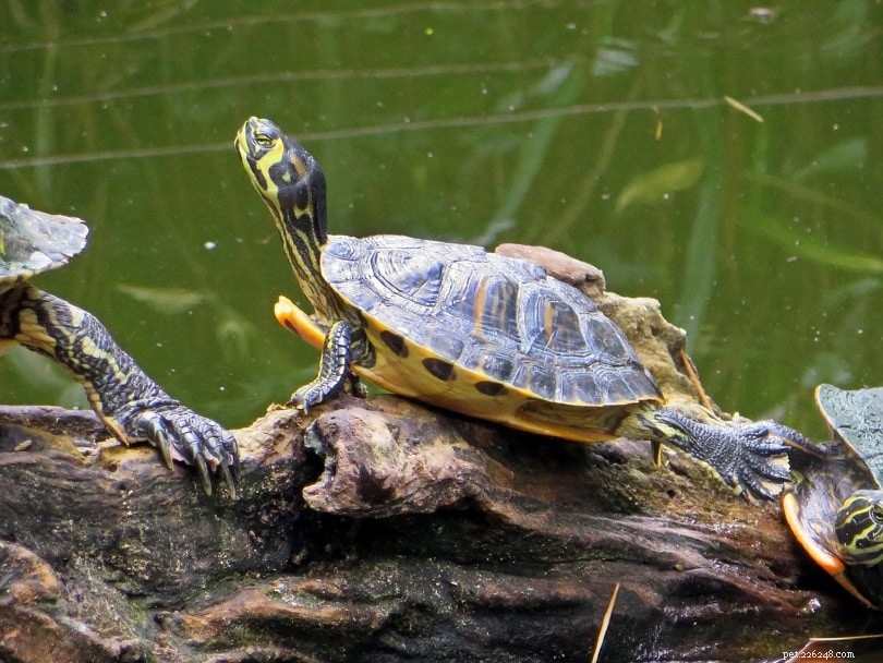 Yellow‑Bellied Slider: A Reliable, Low‑Maintenance Pet Turtle