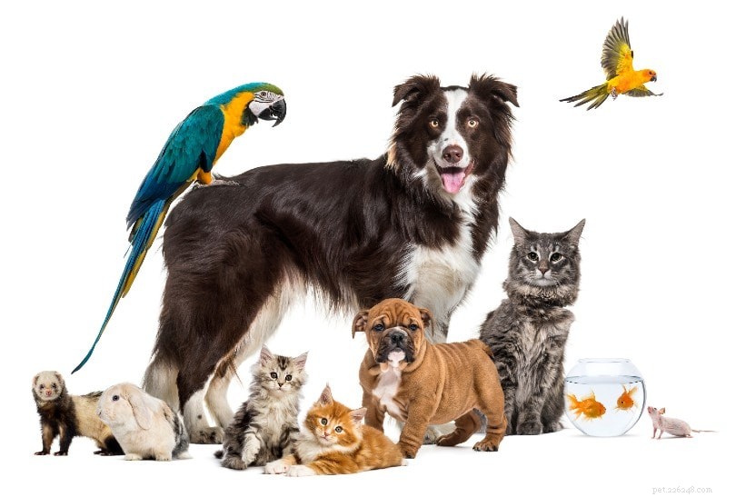 2022 Pet Industry Insights: Key Stats & Emerging Trends in the $180 Billion Market