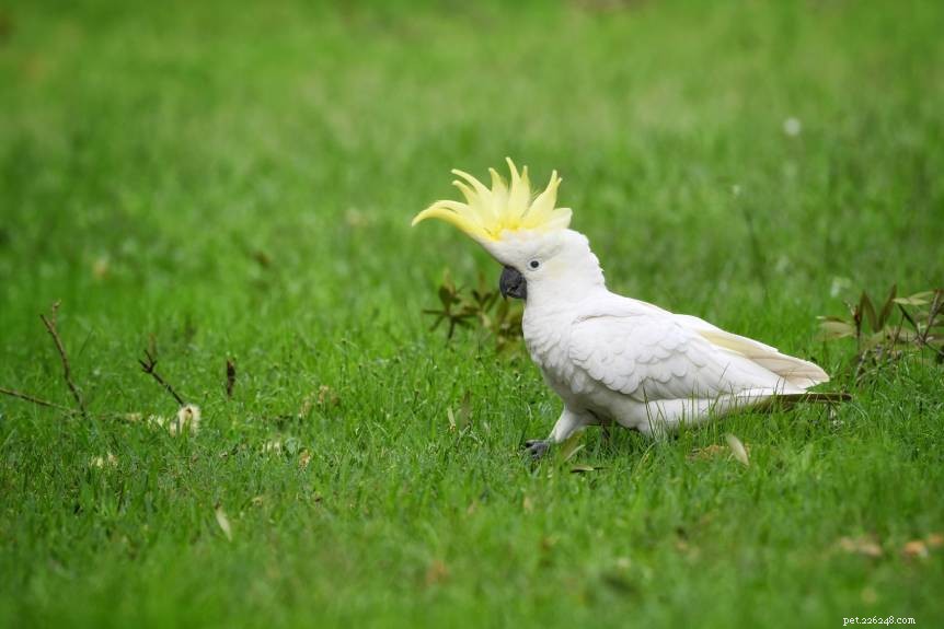 502 Creative Cockatoo Names to Capture Your Feathered Friend’s Personality