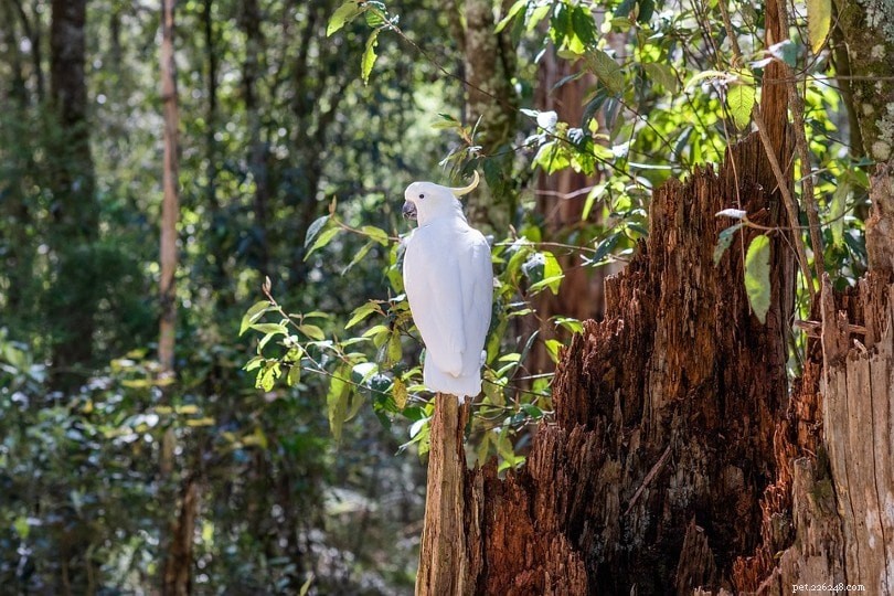 Top 7 Exotic Birds Perfect for Home Companionship