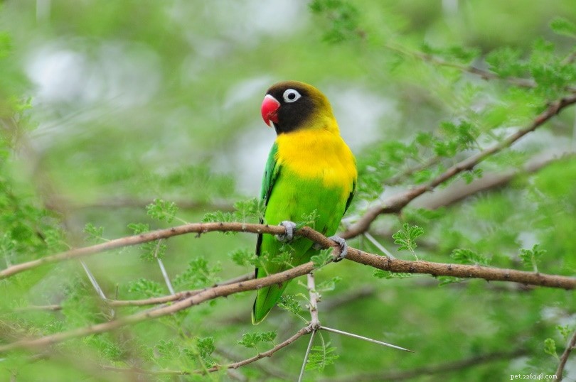 Yellow-Collared Masked Lovebird: A Playful, Small Parrot for Active Owners