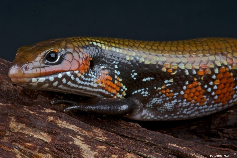 African Fire Skink: Care Guide & Key Facts for New Owners