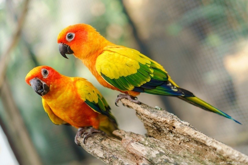 Mastering Conure Training: 5 Essential Tricks for a Happy, Well‑Behaved Pet