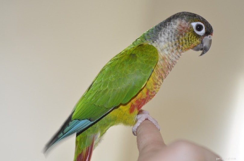 Green Cheek Conure Prices 2022: Cost Guide, Care Tips, and Buying Advice