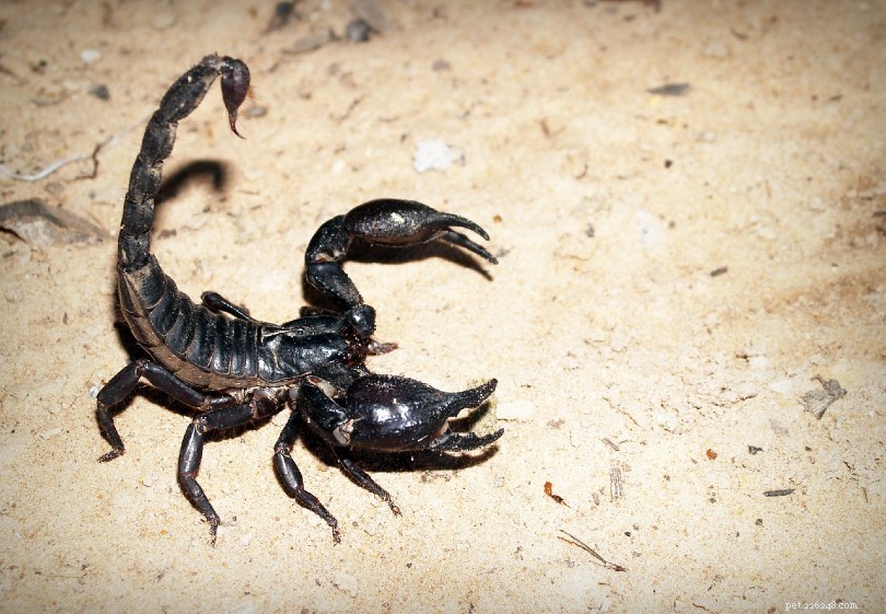 Emperor Scorpion: The Calm, Low‑Maintenance Pet for Enthusiasts