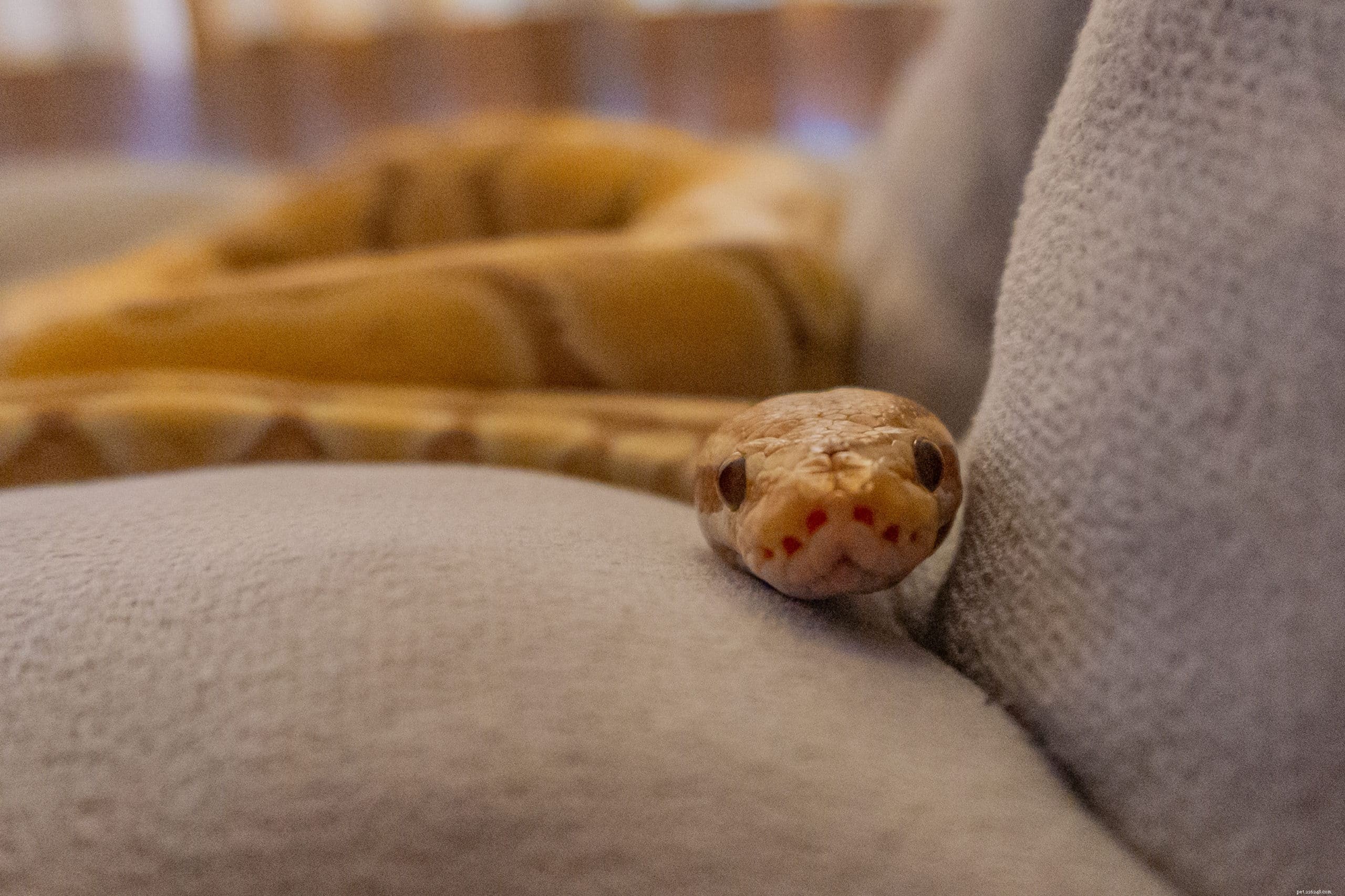 Are There Truly Bite-Free Snakes? Expert Insights on Domestic Snake Safety