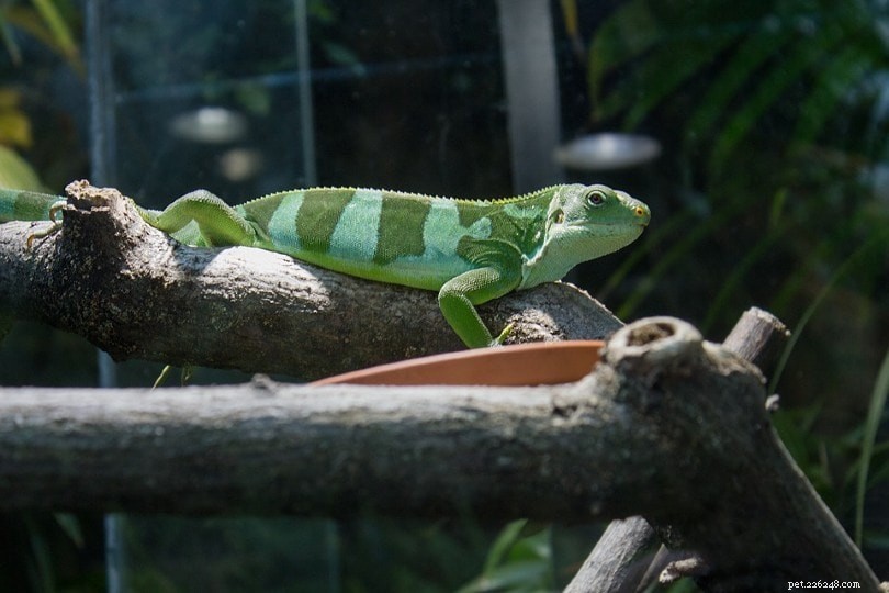 Fiji Banded Iguana (Brachylophus bulabula): Species Profile & Care Guide