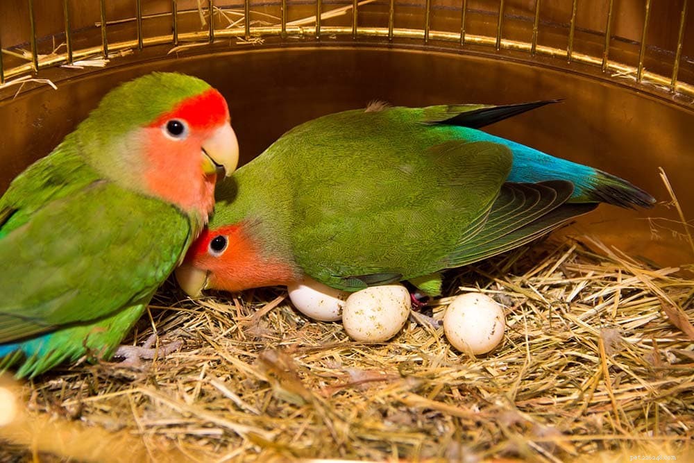 What to Do When Your Parrot Lays an Egg: A Care Guide