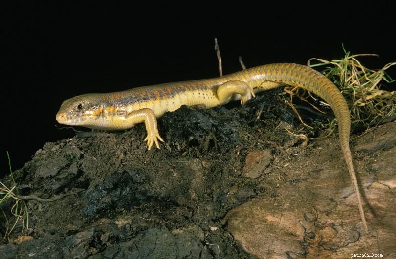 Schneider’s Skink (Berber Skink): A Long‑Lived, Low‑Maintenance Pet